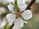 樱桃花