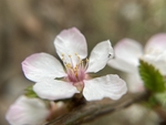 樱桃花