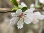 樱桃花