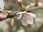 樱桃花