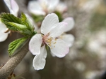 樱桃花