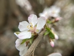 樱桃花