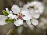 樱桃花