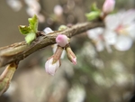 樱桃花