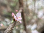 樱桃花