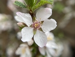 樱桃花