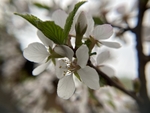 樱桃花