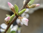 樱桃花