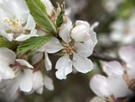 樱桃花