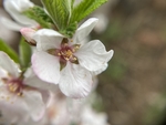樱桃花