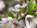 樱桃花