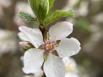 樱桃花