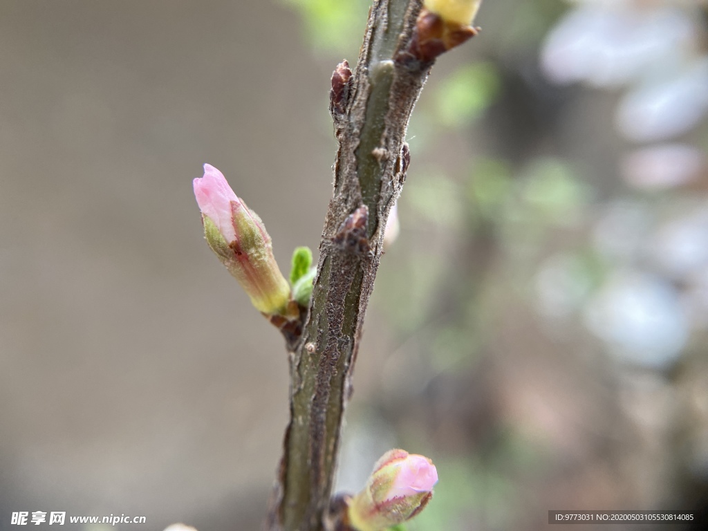 樱桃花