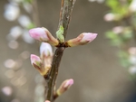 樱桃花