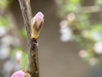 樱桃花