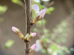 樱桃花