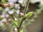 樱桃花