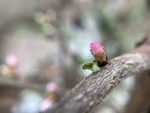 樱桃花