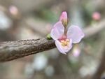 樱桃花