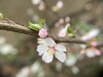 樱桃花