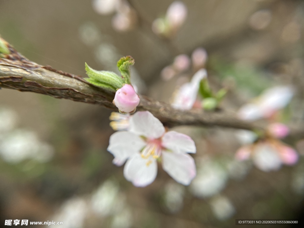 樱桃花