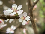 樱桃花