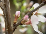 樱桃花