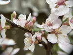 樱桃花