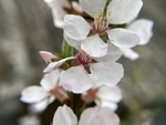 樱桃花