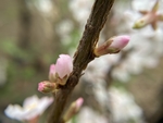 樱桃花
