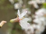 樱桃花