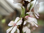 樱桃花