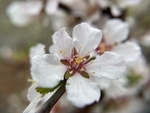 樱桃花