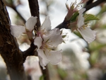 樱桃花