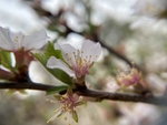 樱桃花