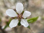 樱桃花