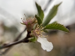樱桃花