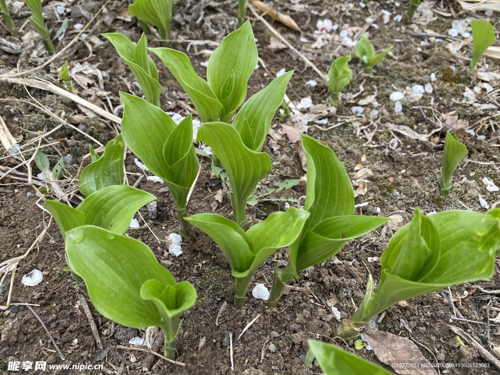 玉簪花