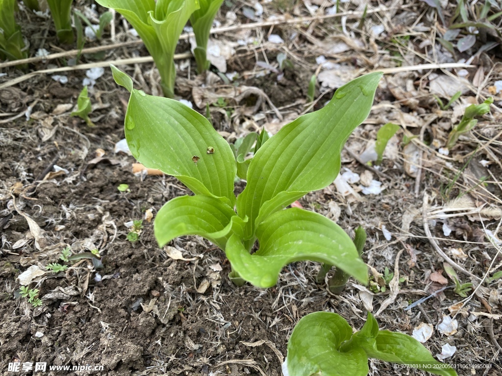 玉簪花