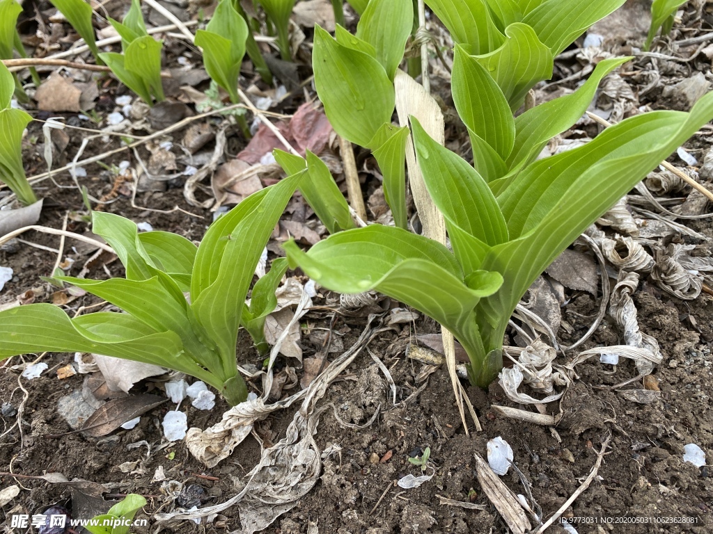 玉簪花