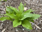 玉簪花