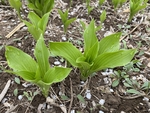 玉簪花