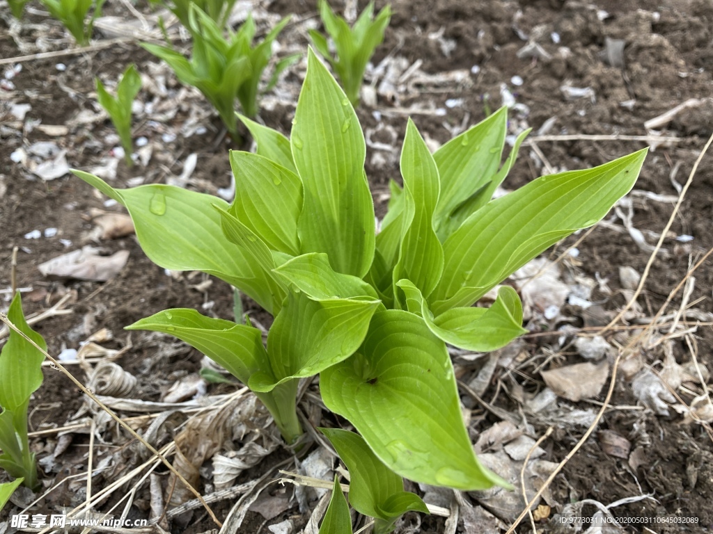 玉簪花