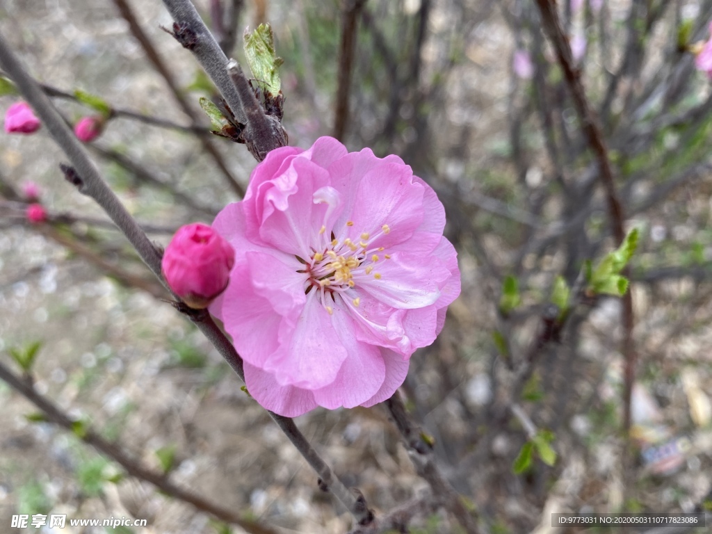 樱花