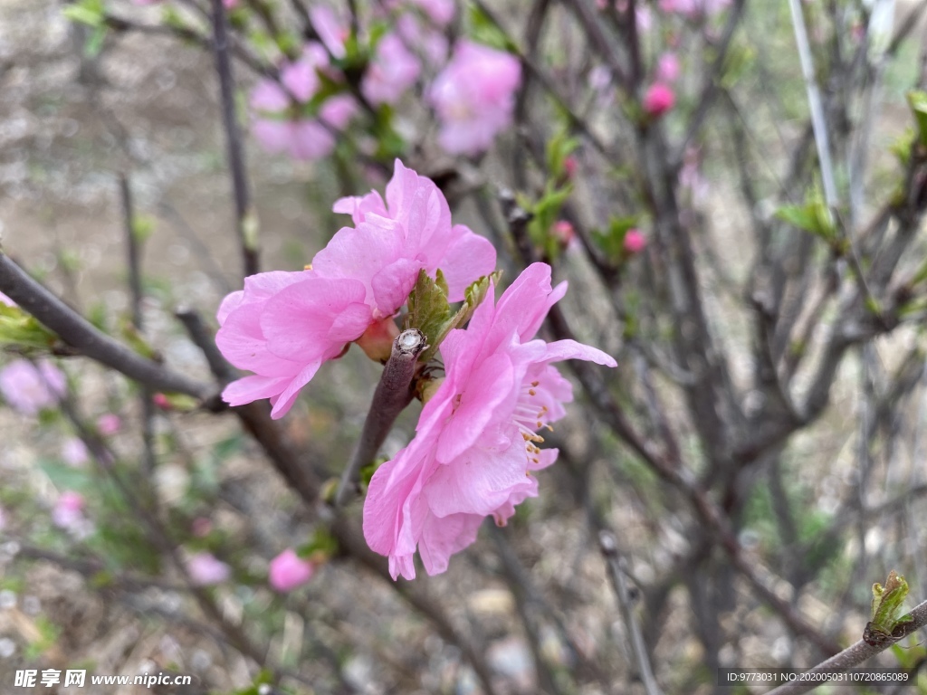 樱花