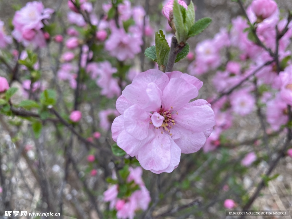 樱花