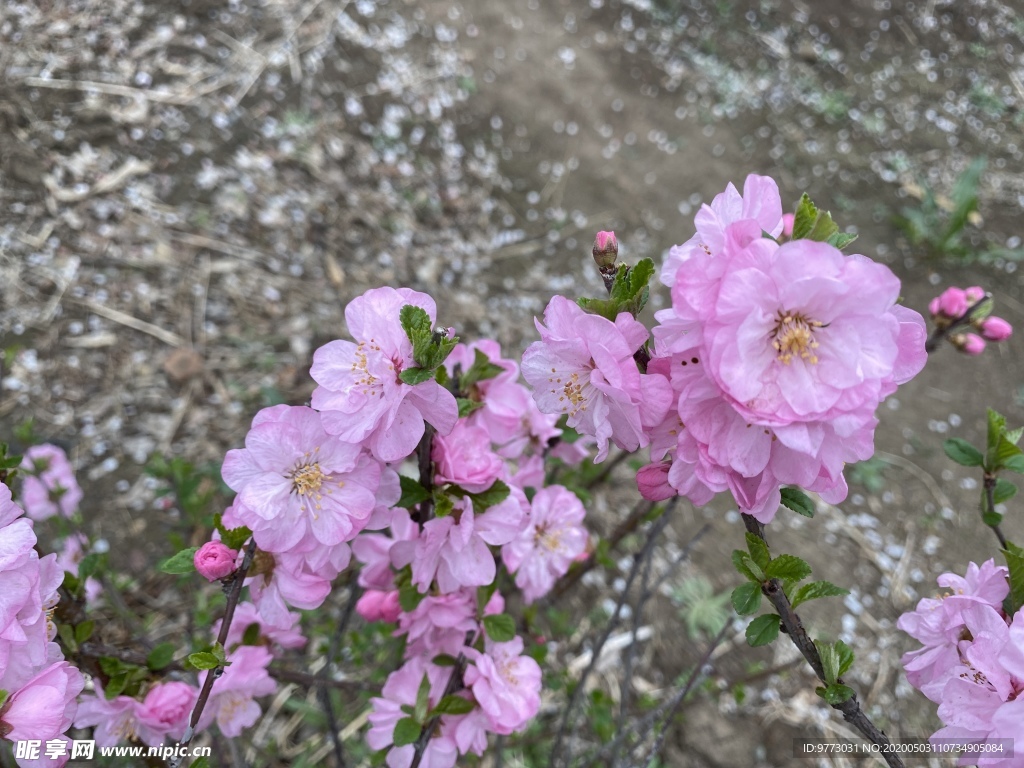 樱花