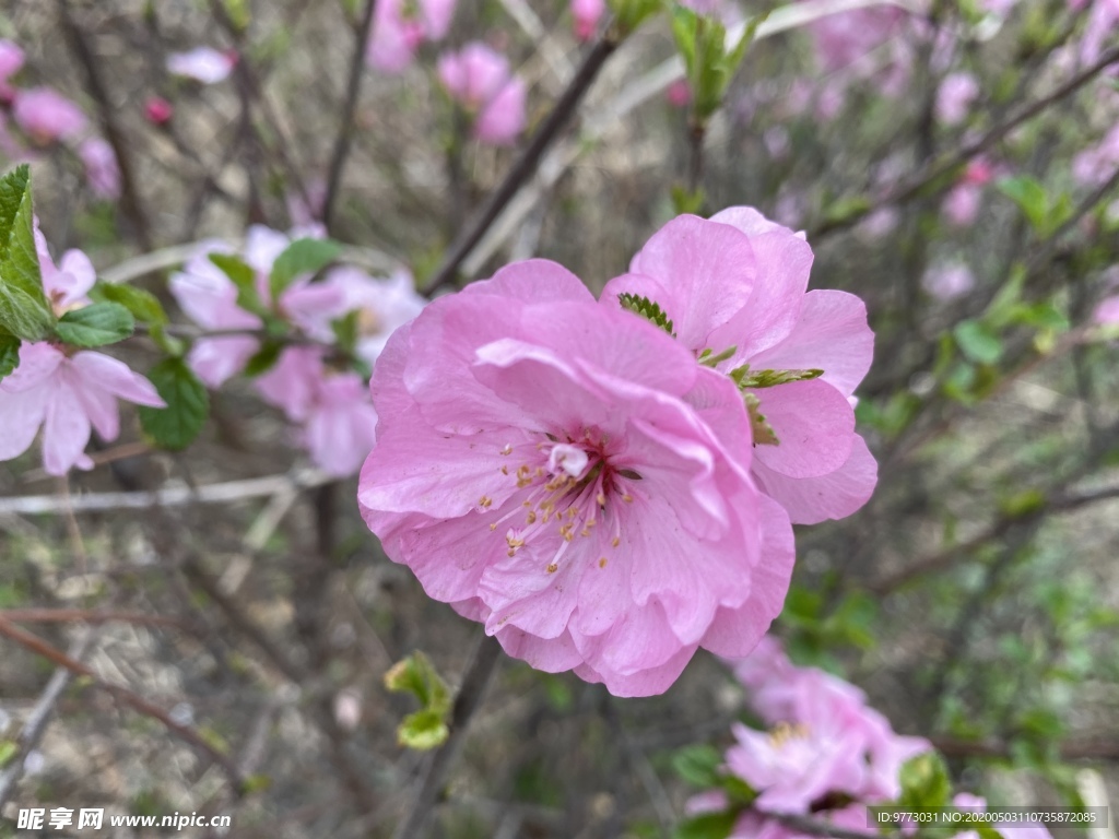 樱花