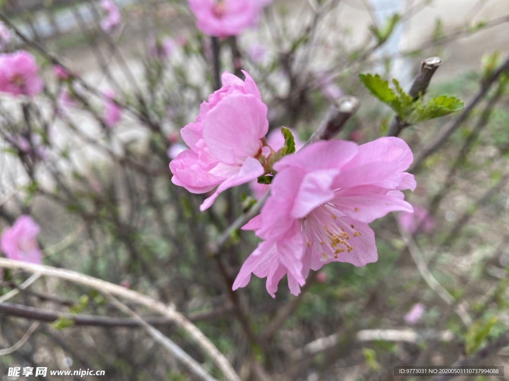 樱花