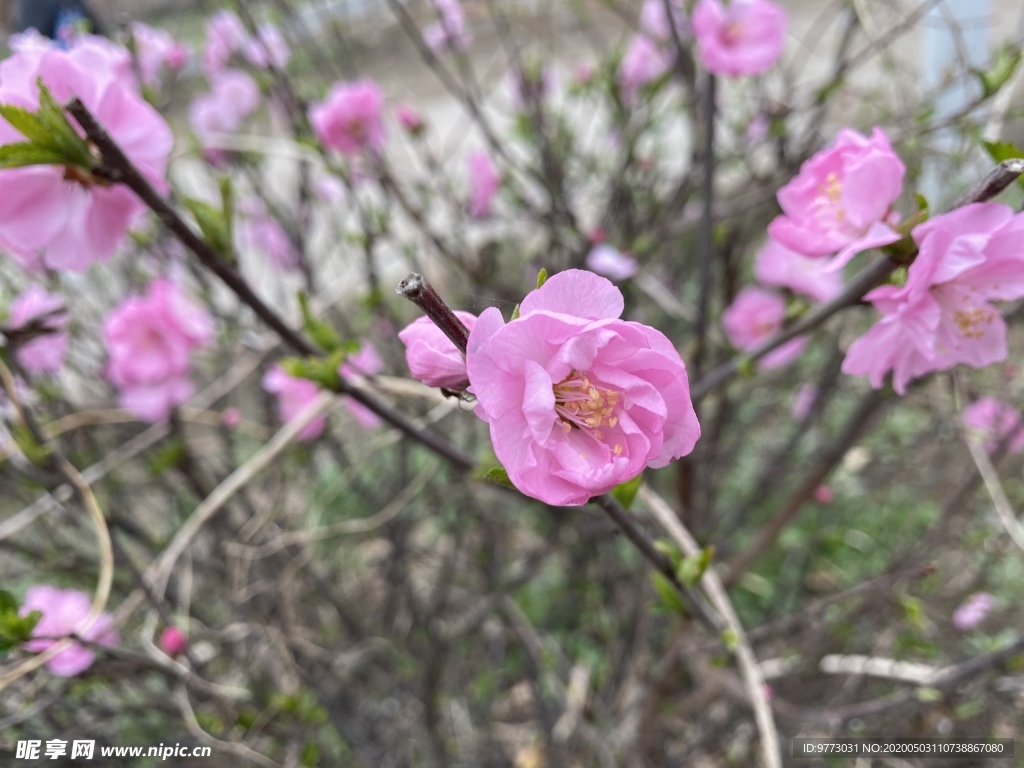 樱花